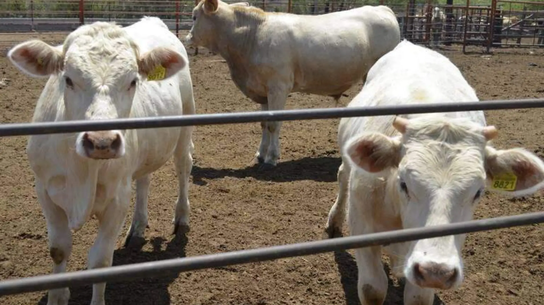 ganadería vacas res ganado campo